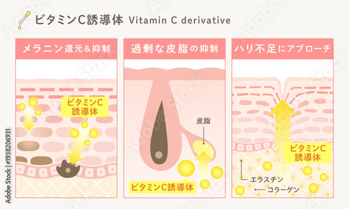 ビタミンC誘導体の美白作用｜メラニン抑制・シミ対策・抗酸化のスキンケア成分図解