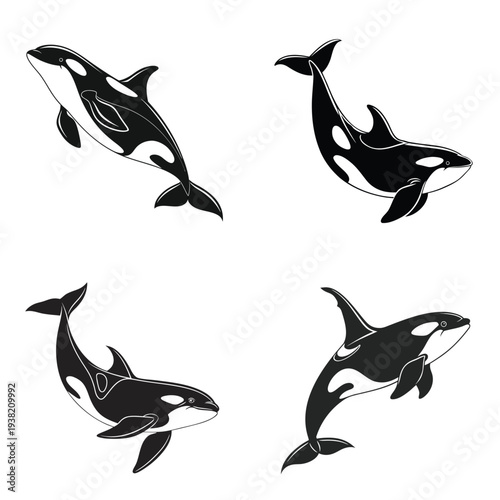 Set of four orca whale illustrations isolated on transparent background