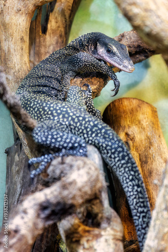 Ein Sepik-Waran (Varanus jobiensis) liegt auf einem Ast uns sonnt sich
