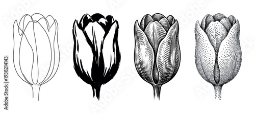 Four tulip flower illustrations showcasing diverse artistic styles including line art, brush stroke, engraving, and stippling.