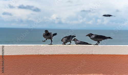 A herd of crow is trying to get food. Crows are commonly seen in the US, Europe or Japan. They are smart but not welcome due to their cuisine style, dead meat. Besides, they eat cereal products.