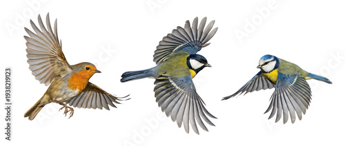 Three different species of small European birds, a robin, a great tit, and a blue tit, captured in flight against a clean white background.