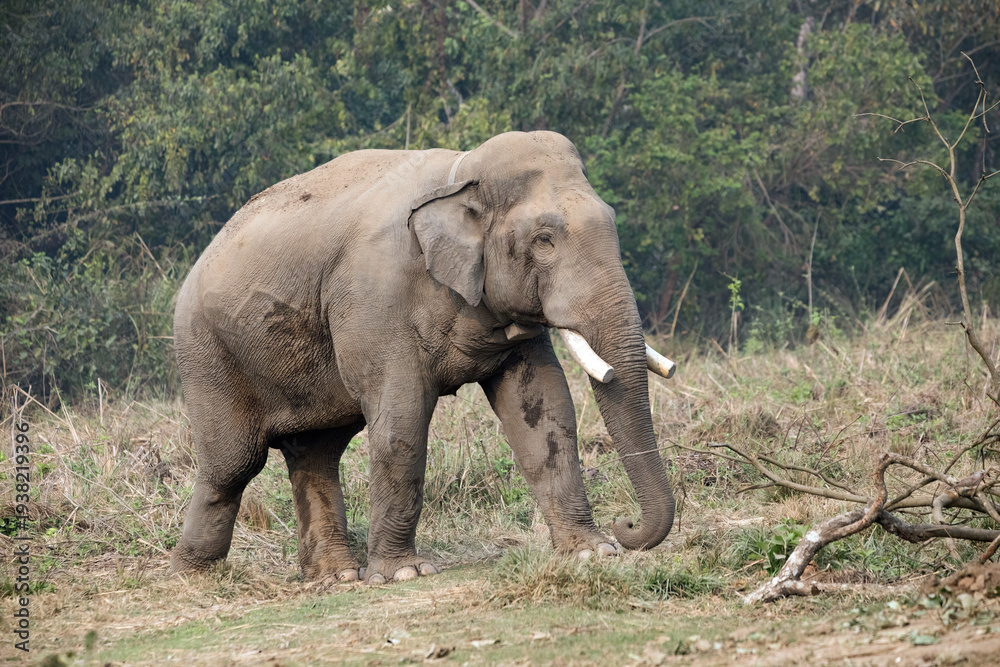 Fototapeta premium Dhurbe, The infamous wild bull elephant of Chitwan National Park, Nepal.