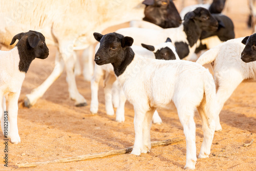 Black-headed Lambs on Sandy Ground