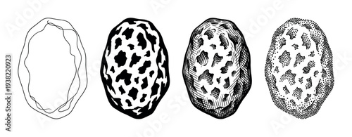 Morel mushroom vector illustration set showcasing different artistic styles and intricate textural details for design.