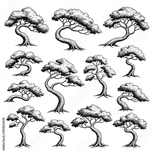 Detailed Bonsai Tree and Shaded Botanical Sketches, Hand Drawn Nature Element Collection, Realistic Curved Trunk and Foliage Line Art Vector