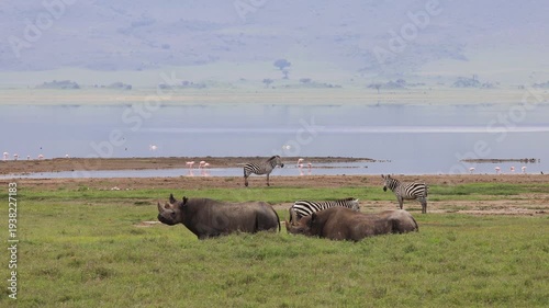 Black rhinoceros walking across the open savanna of Ngorongoro Crater surrounded by dry grass and vast African landscape. Rare wildlife sighting in one of Africa’s most famous conservation areas.
