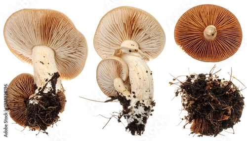 Three mushroom views from side showcasing gills, from side with smaller attached, & just gills with earthy root base