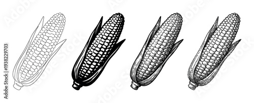 Four detailed corn on the cob illustrations presented in classic vintage engraving and modern styles.