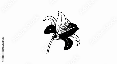 A striking black and white illustration of a single lily in bloom