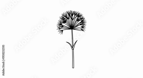 A stylized black line drawing of a dandelion seed head with a stem