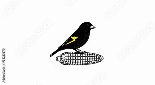 Black bird with yellow markings perched on a corn cob, white background