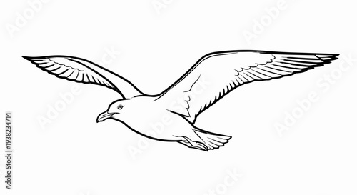 Black and white illustration of a seagull in flight, wings spread wide