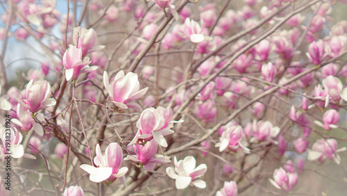 Tableau sur toile Pink magnolia flowers blooming on branches in spring garden setting