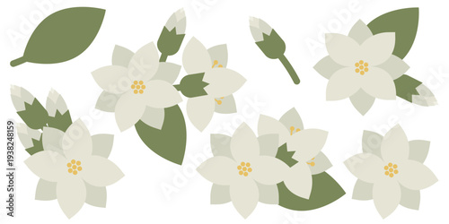 Collection of stylized jasmine flowers with white blossoms, buds and green leaves. Botanical elements on white background, perfect for spring banners, greeting cards, invitations and floral design