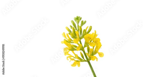 Bright Medicago arborea blooms with unobtrusive blank background