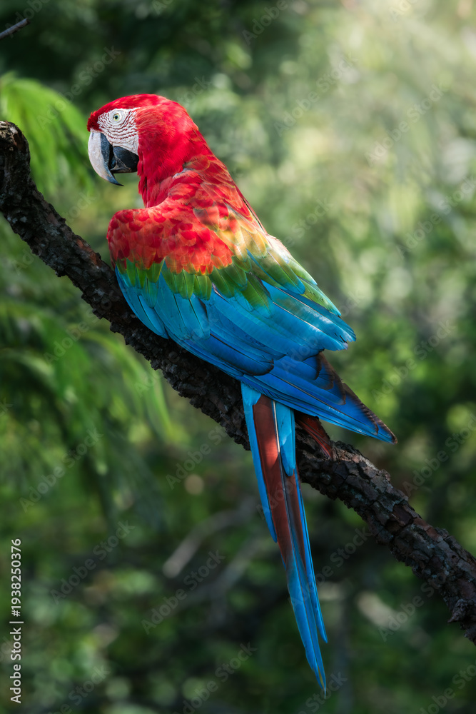 Obraz premium Red-and-green macaw (Ara chloropterus) perched on tree branch, Pantanal Brazil