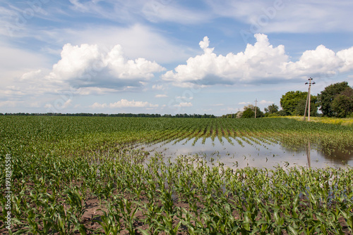 Foto Agricultural corn field with rows of young plants partially submerged in flood w