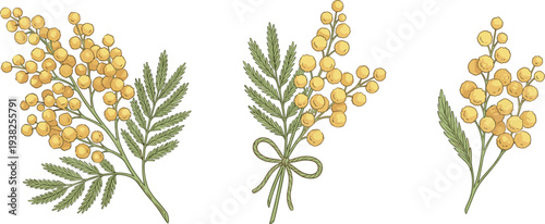 春のミモザの花束と枝のナチュラルフラワーイラストセット