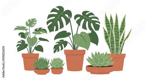 Assorted potted plants including cacti and tropical species displayed in terracotta pots