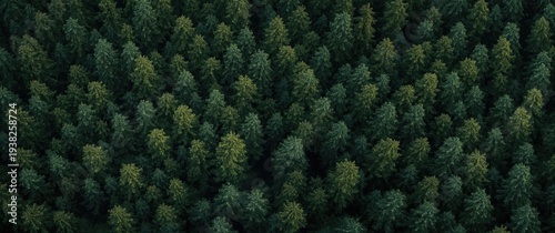 Panel kuchenny z motywem Above view of extensive woodland with Scandinavian nature conifer trees