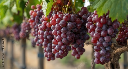 Wallpaper Mural Cultivated Red Globe grapes of export quality in bunches Torontodigital.ca