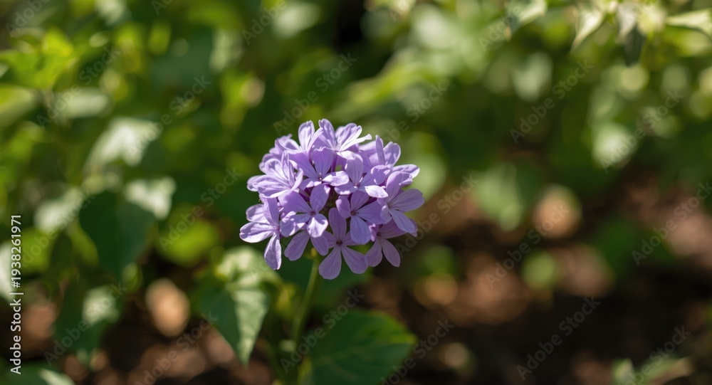 Fototapeta premium Delicate violet blossoms growing in full summer brightness