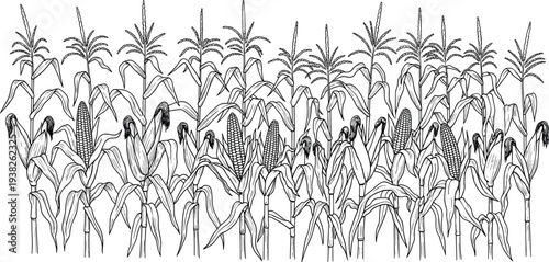 Corn plants field illustration with maize ears agricultural crop farming botanical line art vector drawing isolated on white