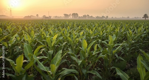 Agricultural backdrop featuring vigorous turmeric plants under morning skies