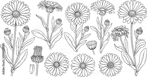 Hand Drawn Daisy Flowers Botanical Set, Wildflower Line Art Illustration Collection