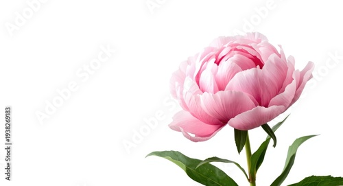 Beautiful peony blossom in full flowering stage displayed on white background with copy space