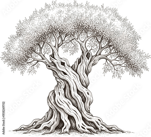 Ancient Olive Tree with Twisted Trunk Vintage Engraving Botanical Illustration