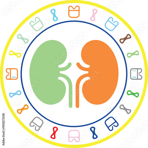 Kidney anatomy illustration with surrounding medical icons on white background