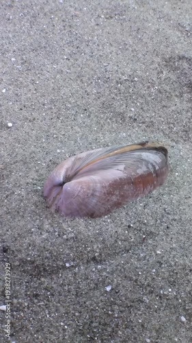 Observe mollusc's elegant burrowing motion as it vanishes into ocean floor. This delicate marine dweller finds shelter within tranquil sands of vast Sea of Japan, beautiful natural ballet.