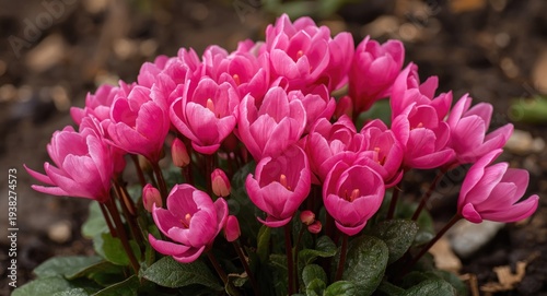 Bright pink cyclamen flowers blooming resiliently in spring garden