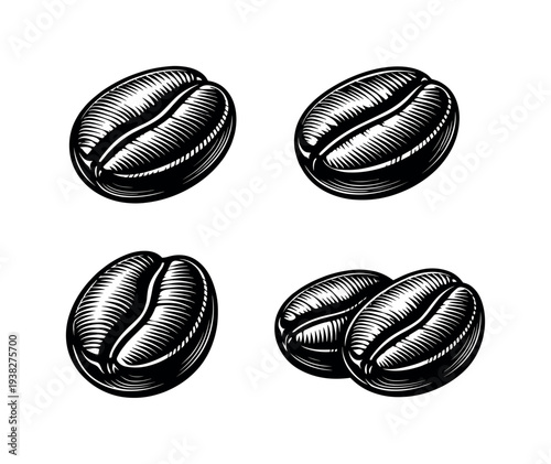 Detailed black and white illustration of coffee beans in vector style