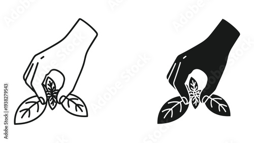 Hand Holding Basil Leaves Organic Herb Ingredient Culinary Concept