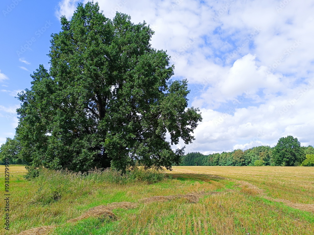 Obraz premium Large solitary oak tree in a field under blue sky. Summer rural landscape