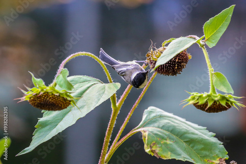  black-capped chickadee
