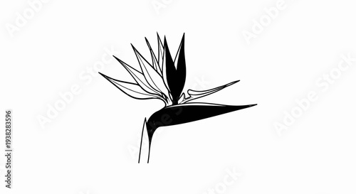 Black and white line drawing of a Strelitzia flower, or Bird of Paradise