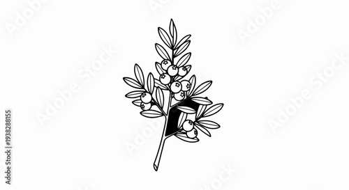 Black and white illustration of a branch with berries and leaves