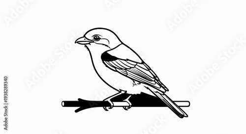 Detailed black and white line drawing of a bird perched on a branch