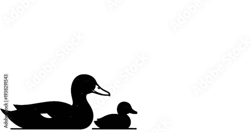 Silhouette of a large duck and a small duck swimming together
