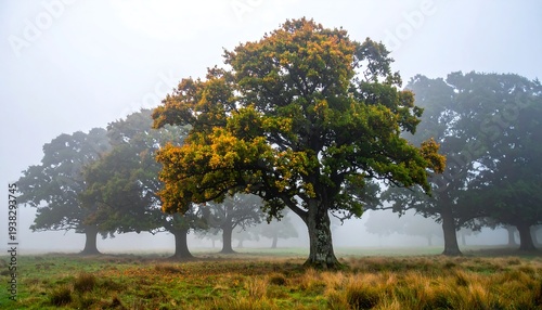 Trees stand tall, their foliage tinged with autumn hues, blanketed by a soft, misty atmosphere