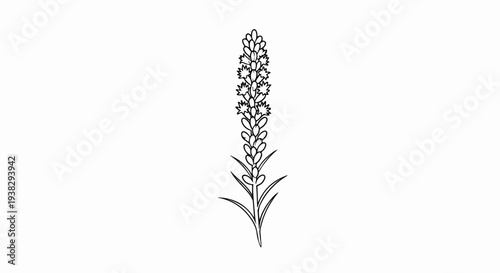 Detailed line drawing of a single, tall, thin flower spike with small leaves