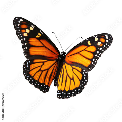 A vibrant orange butterfly with black and white spots on transparent background
