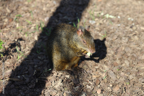 Cutia (Dasyprocta azarae)