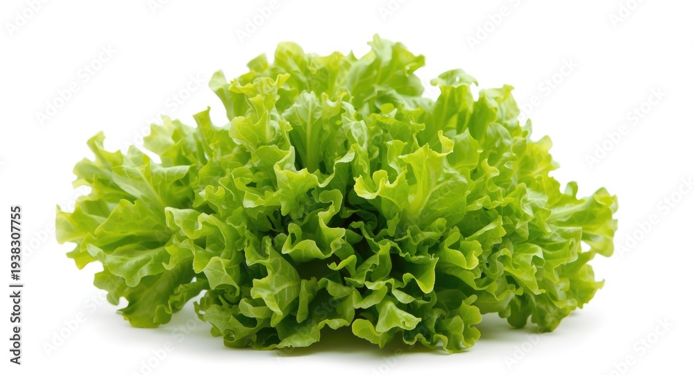 Obraz premium Crisp baby cos lettuce with bright green leaves on white background