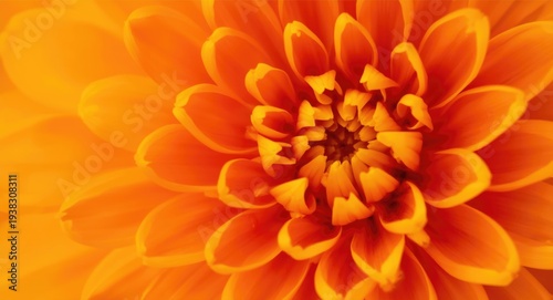 Close up capture of a flower with bright and lively colors