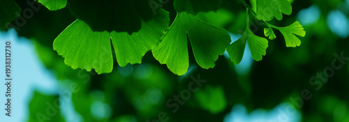Close-up of Ginkgo biloba leaves back lit.